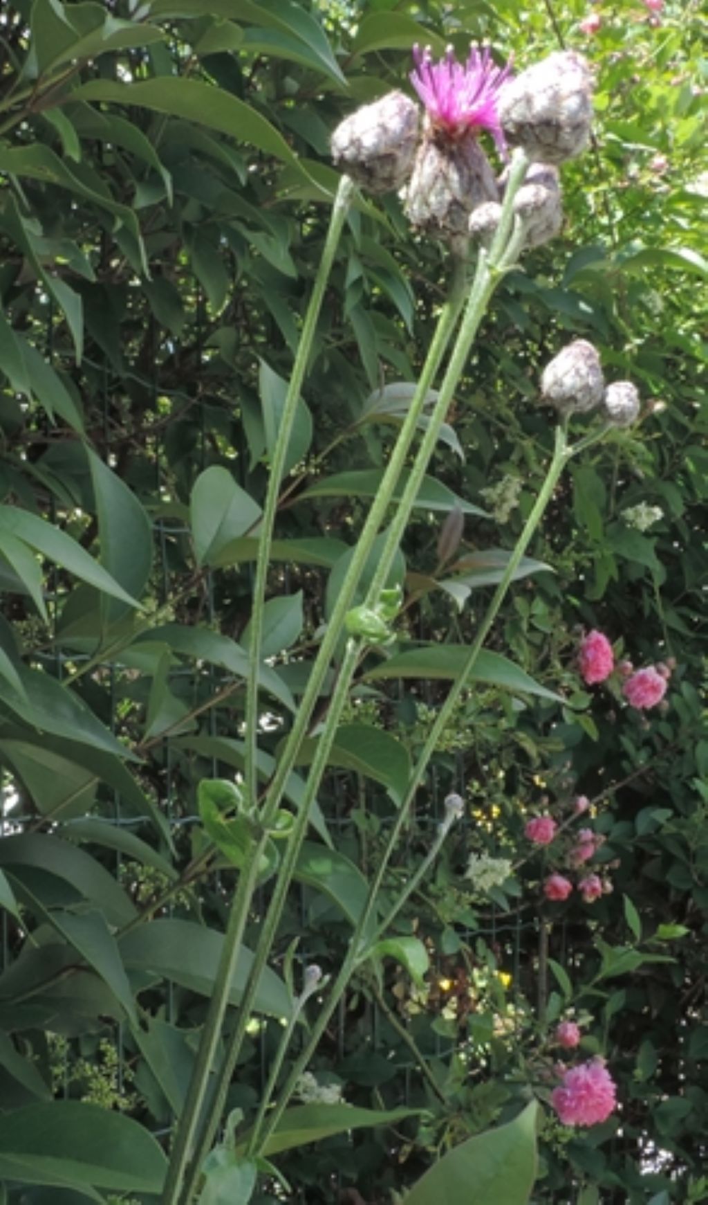 Centaurea scabiosa / Fiordaliso vedovino